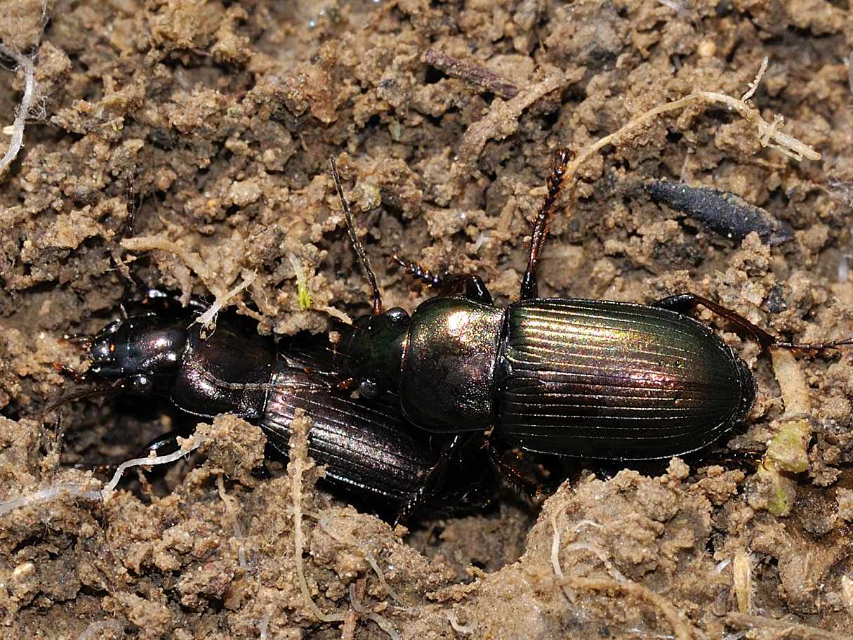 Harpalus distinguendus (corteggiamento?)